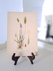 Färglitografiskt blad, Vårbrodd