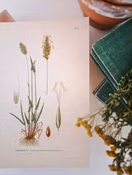 Färglitografiskt blad, Vårbrodd