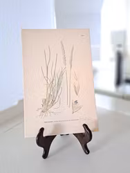 Färglitografiskt blad, Tofsäxing