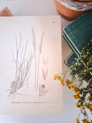 Färglitografiskt blad, Tofsäxing