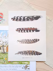 Poster Fjädrar