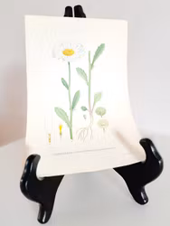 Färglitografiskt blad, Prästkrage