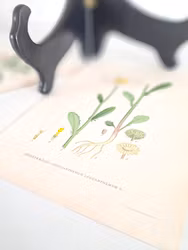 Färglitografiskt blad, Prästkrage