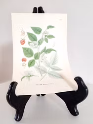 Färglitografiskt blad, Hallon