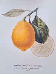 Tryck Citron R E A