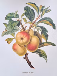 Tryck Äpple R E A