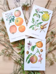 Botaniska blad, 3 styck