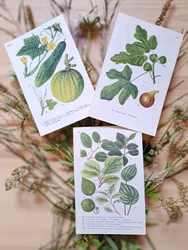 Botaniska blad, 3 styck