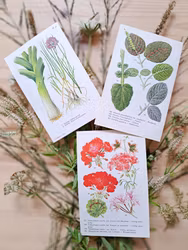 Botaniska blad, 3 styck