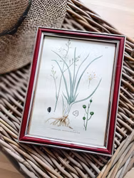 Inramat färglitografiskt blad, Sandlilja