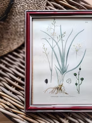 Inramat färglitografiskt blad, Sandlilja