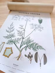 Botaniskt blad Svenska växter - Kummin, ca 50x70cm