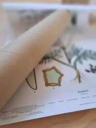 Botaniskt blad Svenska växter - Kummin, ca 50x70cm