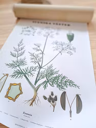 Botaniskt blad Svenska växter - Kummin, ca 50x70cm