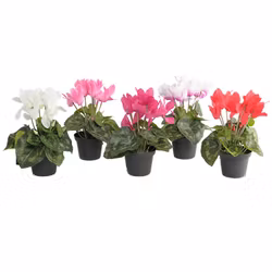 Konstgjord Cyklamen 20 cm Vit-Rosa