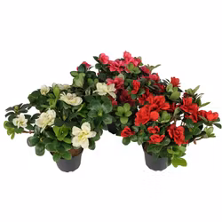 Konstgjord Azalea Vit