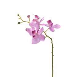 Phalaenopsis 28cm Rosa
