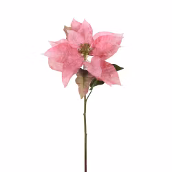 Julstjärna snittblomma 70cm Rosa