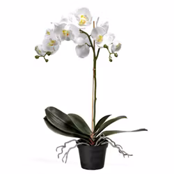 2:a sortering Konstgjord Phalaenopsis Vit 55cm