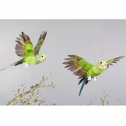 Undulat/Fågel  Flygande Grön