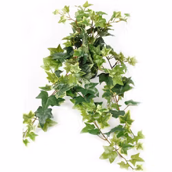 Ampelväxt Murgröna, 60 cm brokbladig