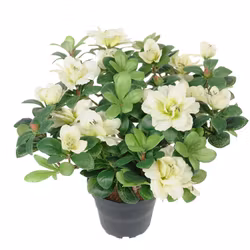 Konstgjord Azalea Vit