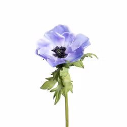 Konstgjord Anemon, Blå