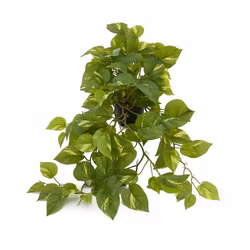 Konstgjord ampelväxt, Gullranka 55 cm