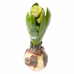 Konstgjord hyacint med snö, knoppig