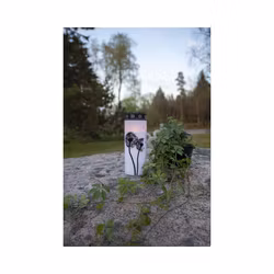 LED gravljus, maskros