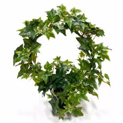 Murgröna på båge, brokbladig