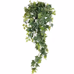 Ampelväxt Murgröna, 85cm
