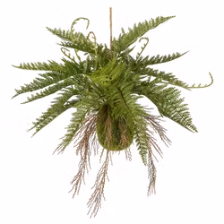 Ampelväxt Ormbunke 35cm