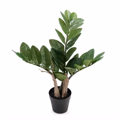 Zamifolia 45cm