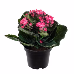 Konstgjord Kalanchoe Rosa