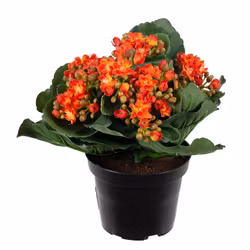 Konstgjord Kalanchoe Orange
