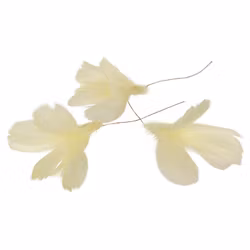 Fjäderblommor  ljusgul (Frakt 10.00)