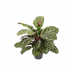 Maranta 40cm