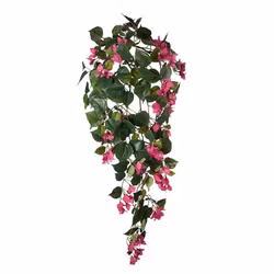 Bougainvillea 115cm