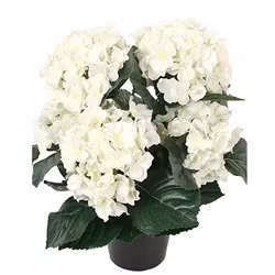 Hortensia 37cm Vit