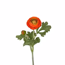 Ranuncel 50cm Orange