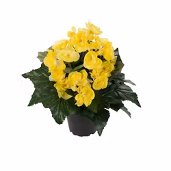 Konstgjord Begonia Gul