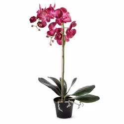 Konstgjord Phalaenopsis Mörk Lila 55cm