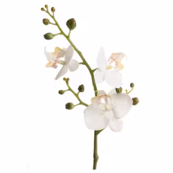 Phalaenopsis 50cm Vit