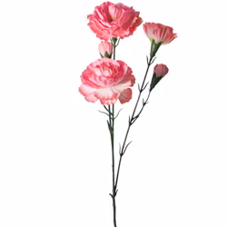 Elegance Nejlika 65cm Rosa