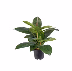 Konstgjord Fikus Robusta 35cm