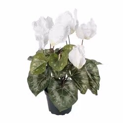 Cyklamen 32cm Vit
