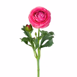 Ranuncel 50cm Mörk Rosa