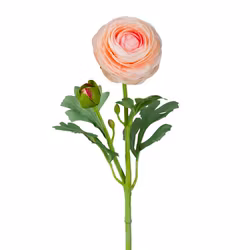 Ranuncel 50cm Aprikos