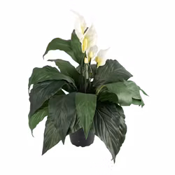 Konstgjord Spathifyllum 40cm